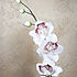 Торт «Орхидея» миниатюра